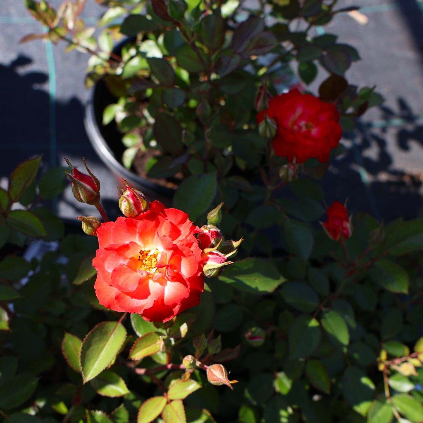 Rose, Shrub 'Always Together'