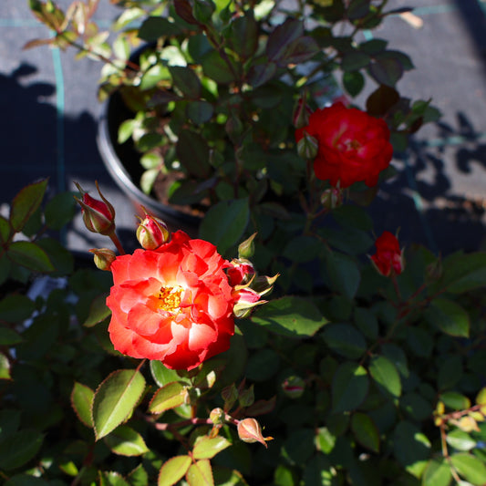 Rose, Shrub 'Always Together'