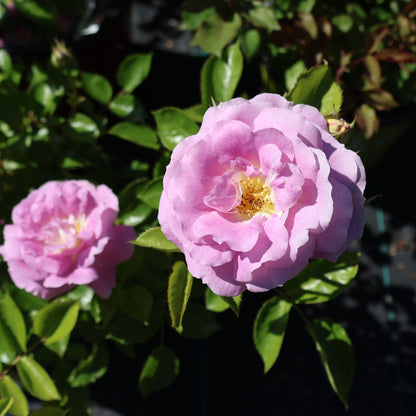 Rose, Floribunda 'Arctic Blue'