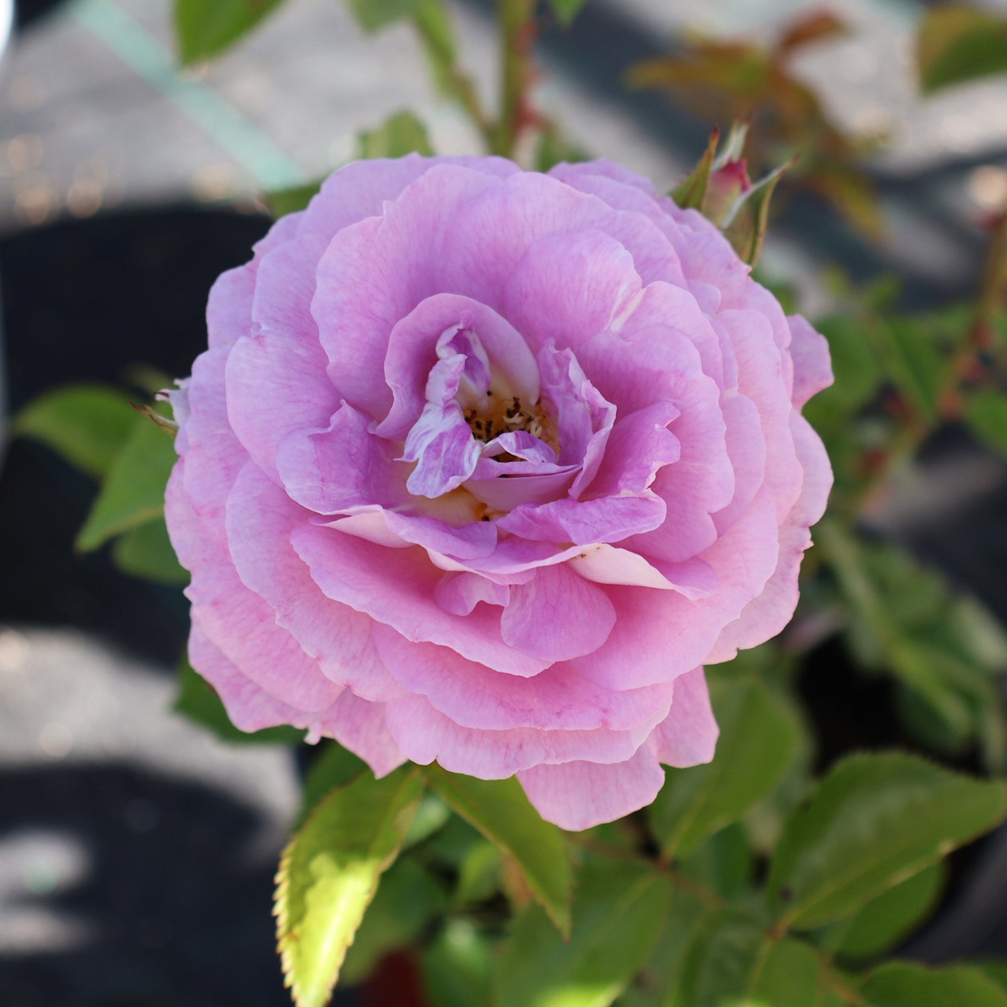 Rose, Floribunda 'Arctic Blue'