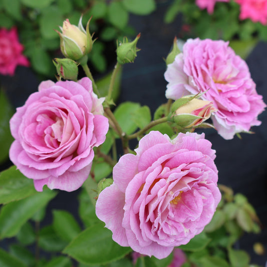 Rose, Floribunda 'Arctic Blue'