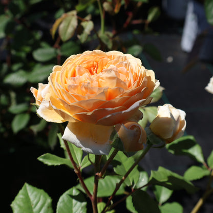 Rose, David Austin, Climbing 'Crown Princess Margareta'