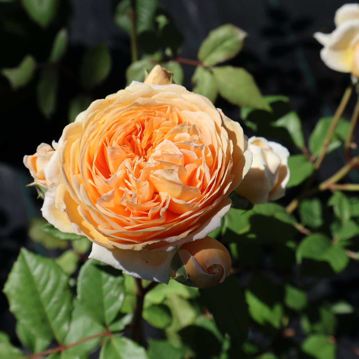 Rose, David Austin, Climbing 'Crown Princess Margareta'