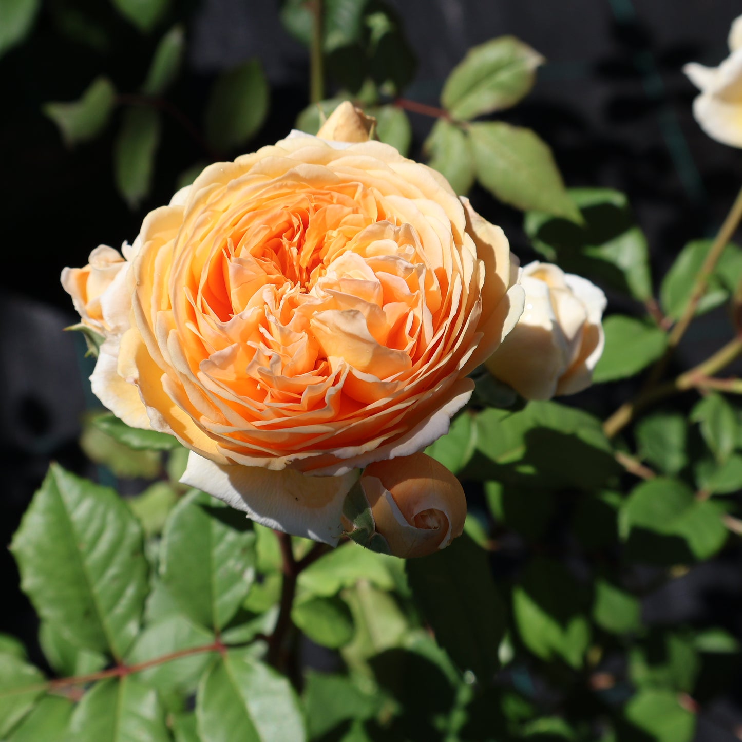 Rose, David Austin, Climbing 'Crown Princess Margareta'