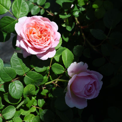 Rose, David Austin 'Eustacia Vye'