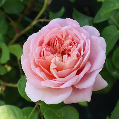 Rose, David Austin 'Eustacia Vye'