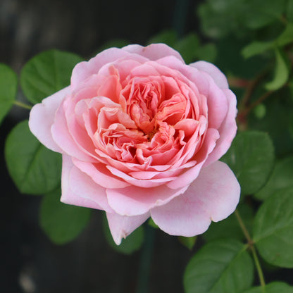 Rose, David Austin 'Eustacia Vye'