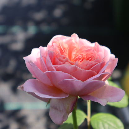 Rose, David Austin 'Eustacia Vye'