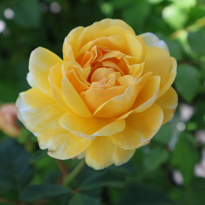 Rose, David Austin 'The Poet's Wife'