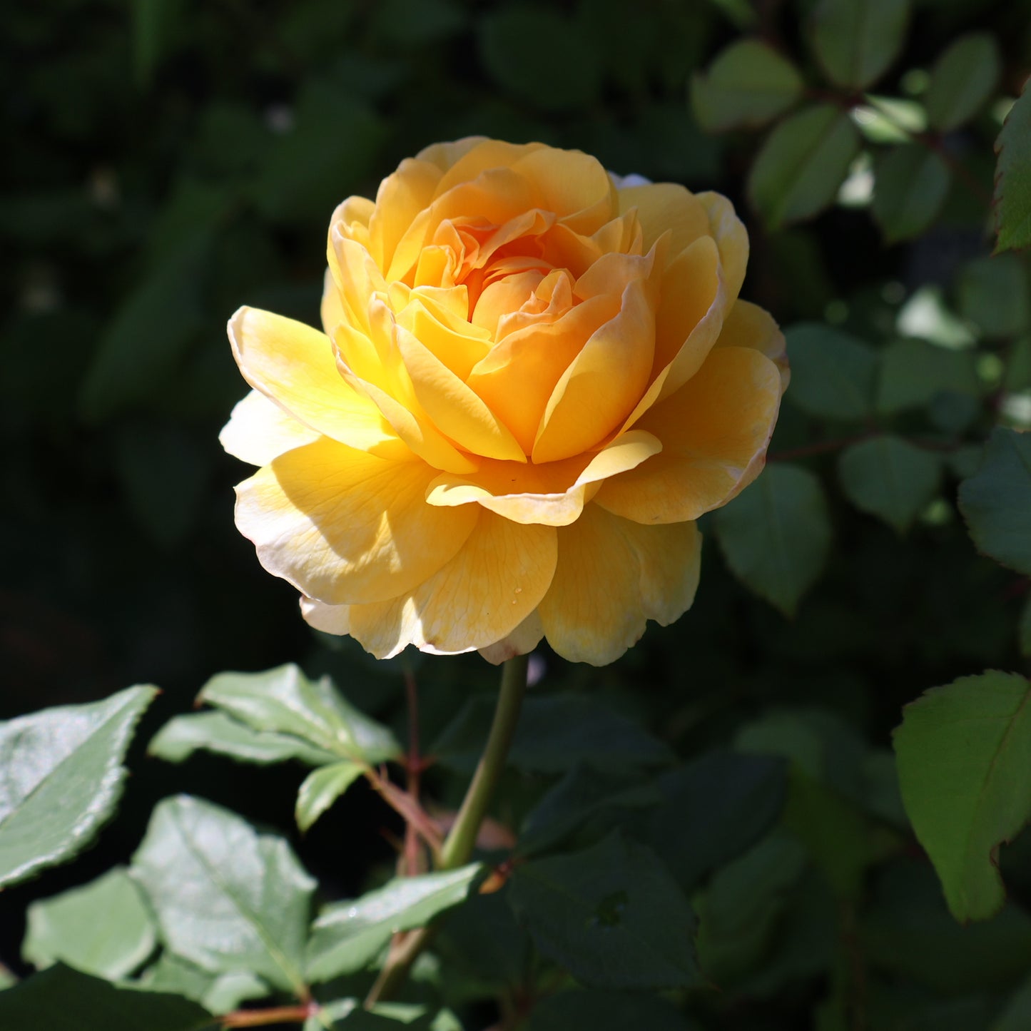 Rose, David Austin 'The Poet's Wife'