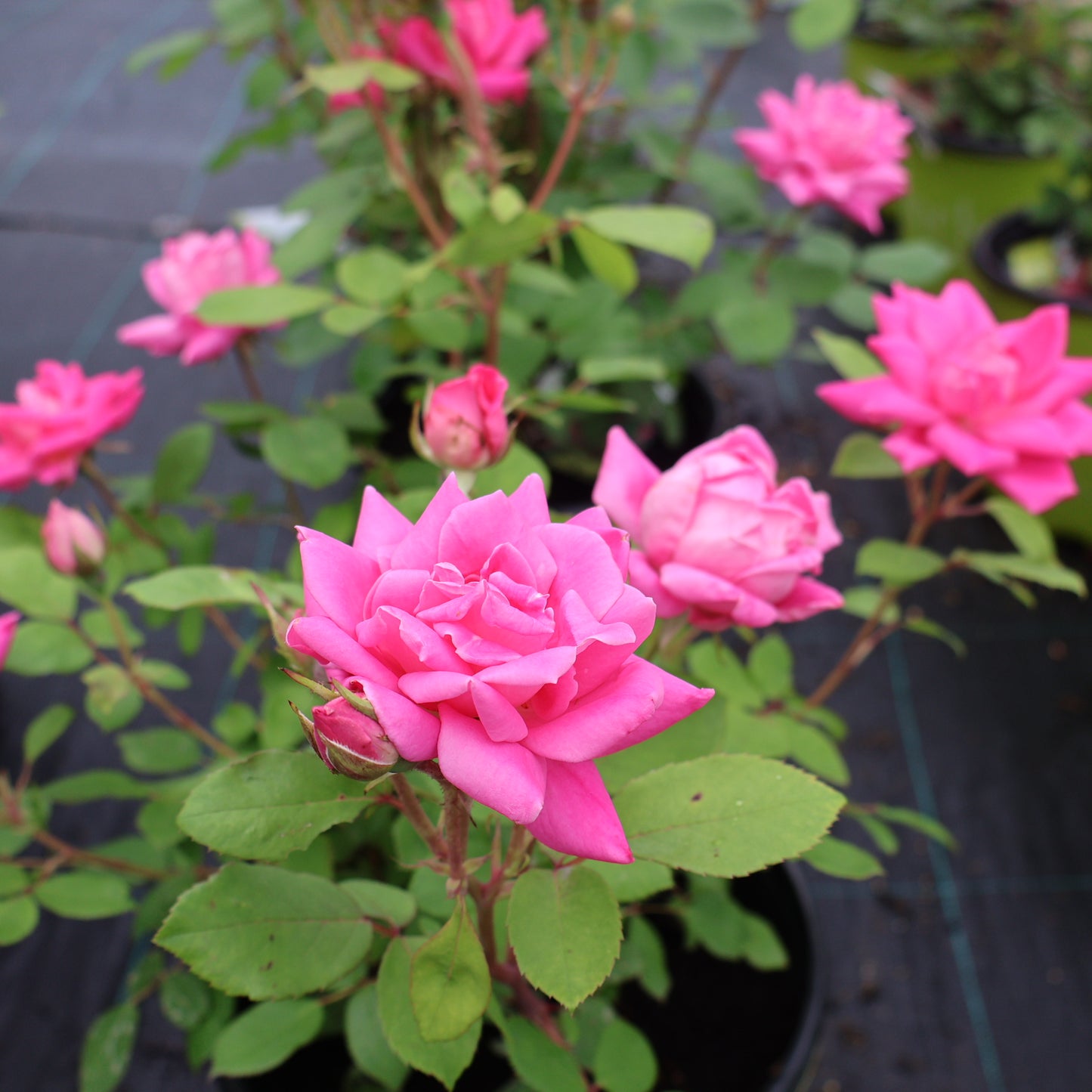 Rose, Shrub 'Double Knock Out'