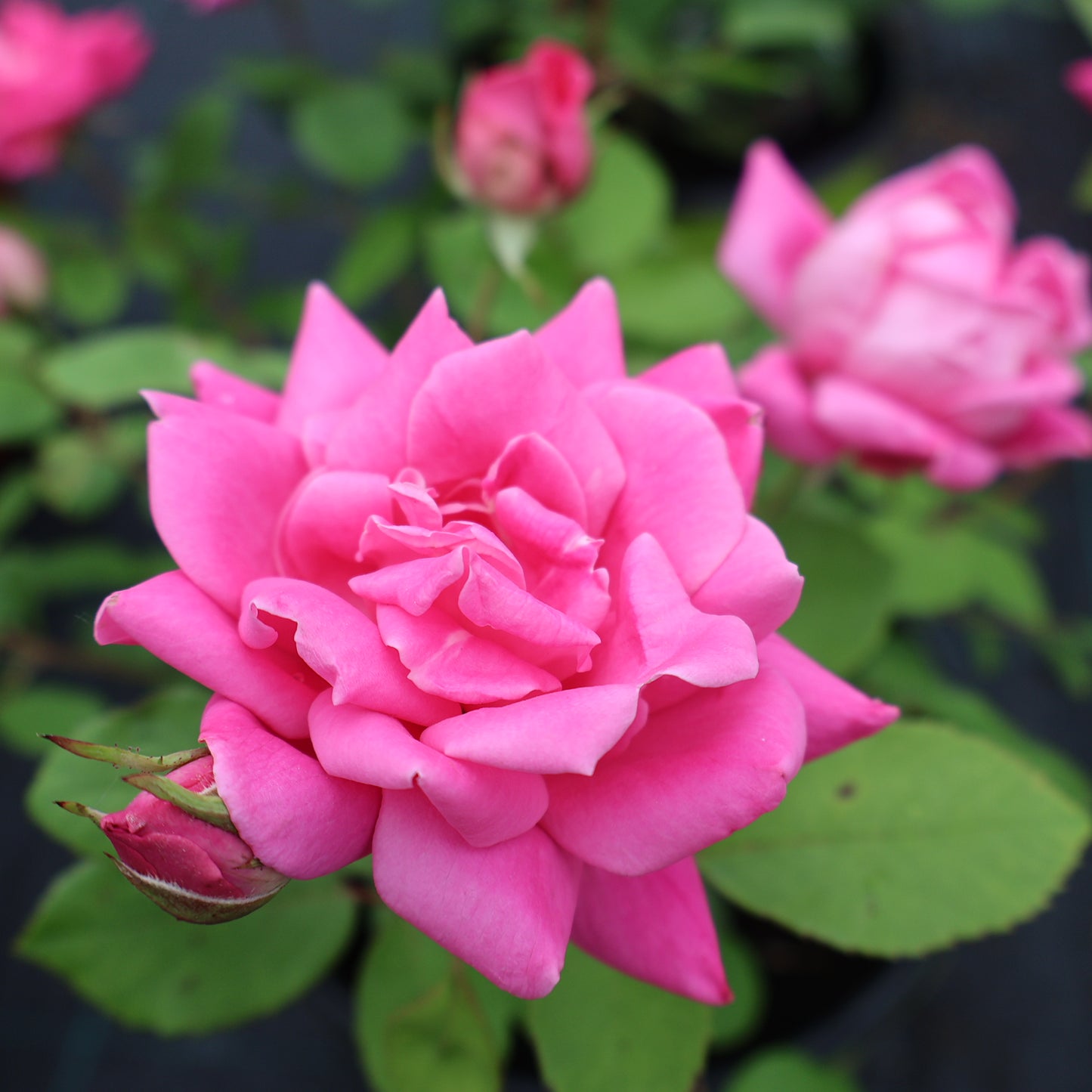 Rose, Shrub 'Double Knock Out'
