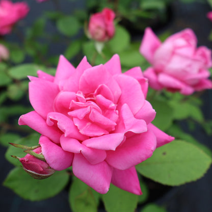 Rose, Shrub 'Double Knock Out'