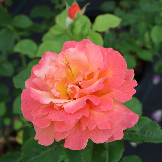 Rose, Floribunda 'Easy Does It'