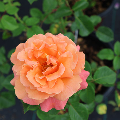 Rose, Floribunda 'Easy Does It'