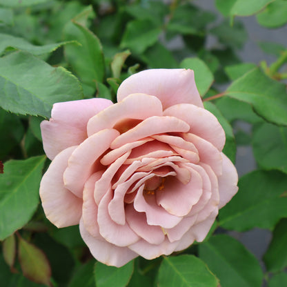 Rose, Floribunda 'Koko Loko'