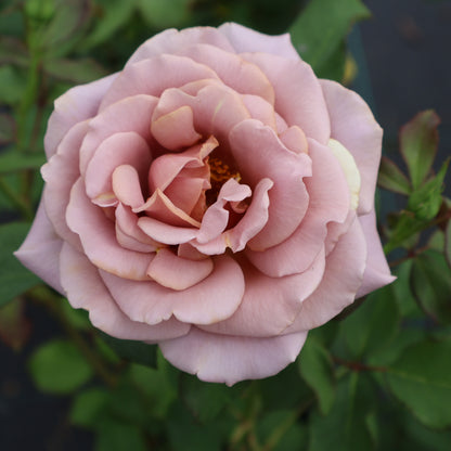 Rose, Floribunda 'Koko Loko'