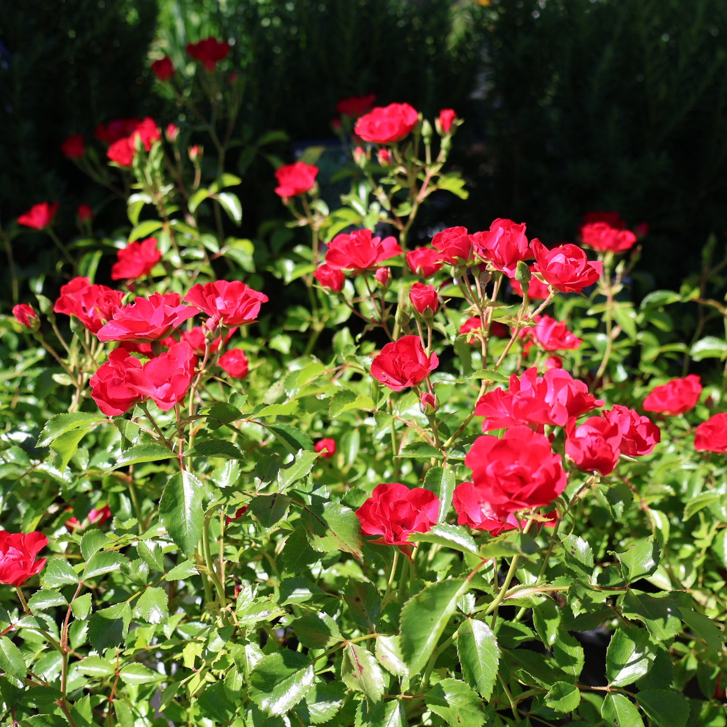 Rose 'Flower Carpet Mini Cherry'
