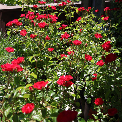 Rose 'Flower Carpet Mini Cherry'