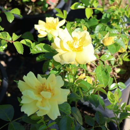 Rose 'Flower Carpet Yellow'
