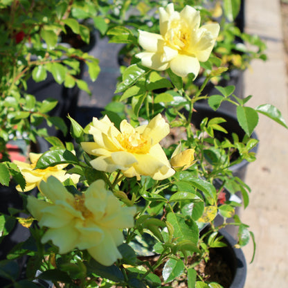 Rose 'Flower Carpet Yellow'