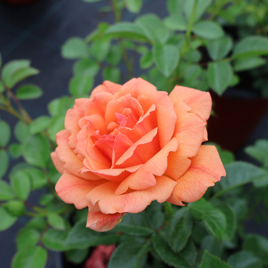 Rose, Floribunda 'Lady Emily'