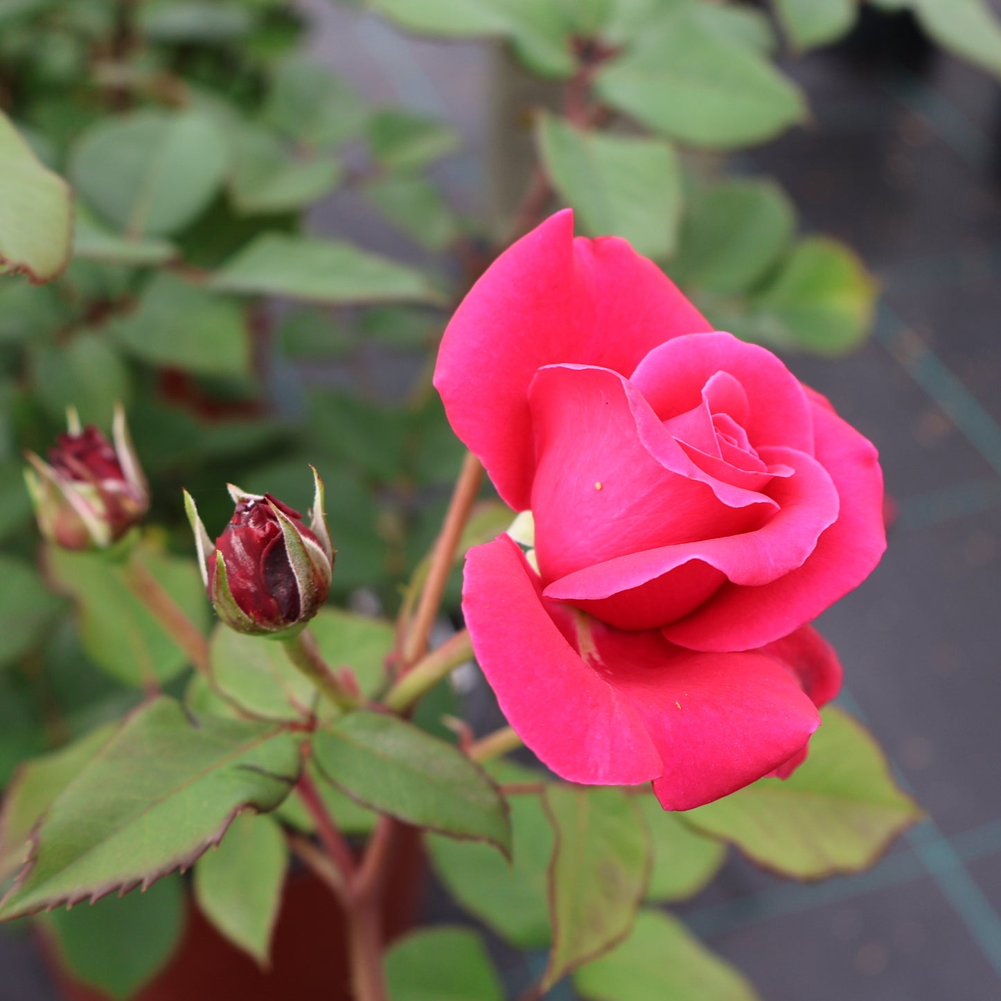 Rose, Shrub 'Lipstick Showpiece'