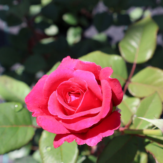 Rose, Shrub 'Lipstick Showpiece'