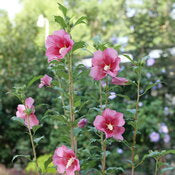 Rose of Sharon 'Red Pillar' PW