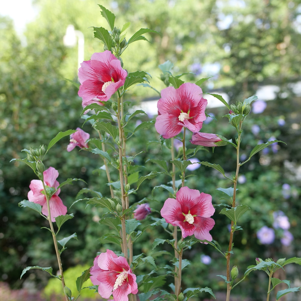 Rose of Sharon 'Red Pillar' PW