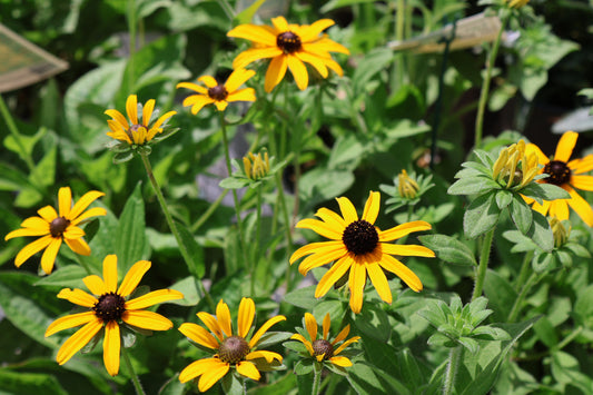 Black Eyed Susan Treasure Trove PW at Lucan Country Gardens