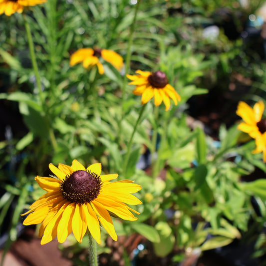 Black-Eyed Susan