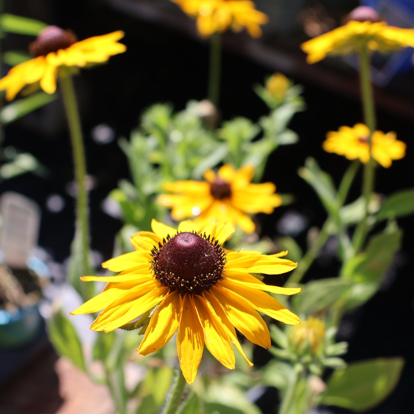 Black-Eyed Susan