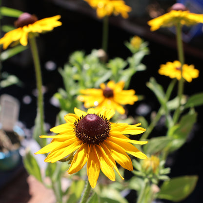 Black-Eyed Susan