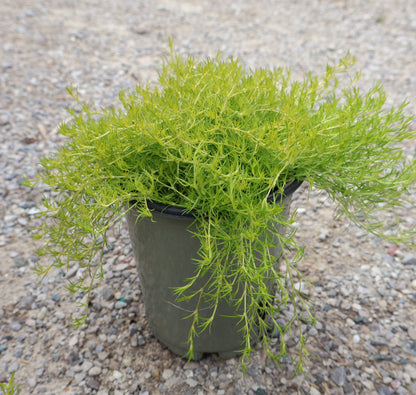 Scotch Moss 'Aurea'