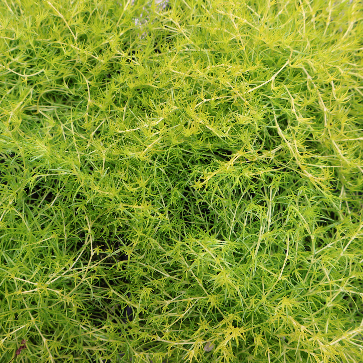 Scotch Moss 'Aurea'