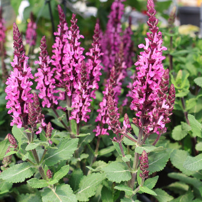 Salvia 'Midnight Rose'