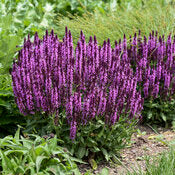 Salvia 'Pink Profusion' PW