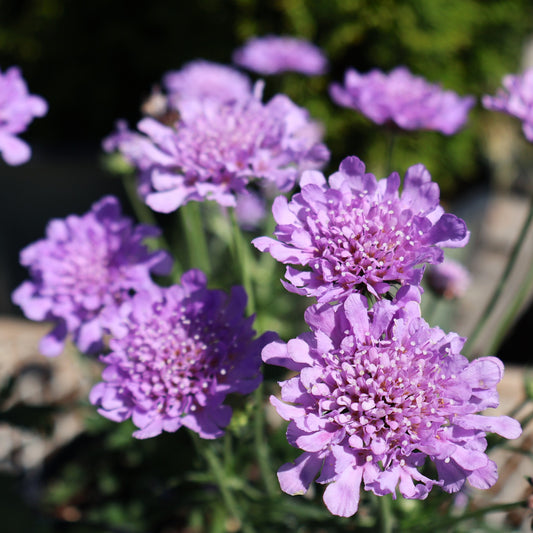 Pincushion Flower 'Flutter Deep Blue'