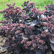 Sedum 'Rock n' Grow Back in Black' PW