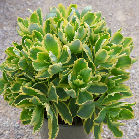 Sedum 'Frosted Fire'