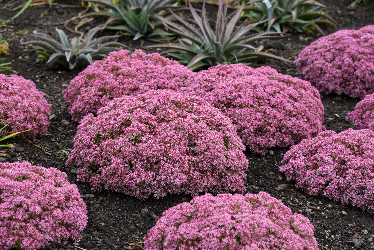 Sedum 'Rock 'N Round Pride and Joy' PW