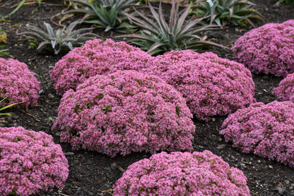 Sedum 'Rock 'N Round Pride and Joy' PW