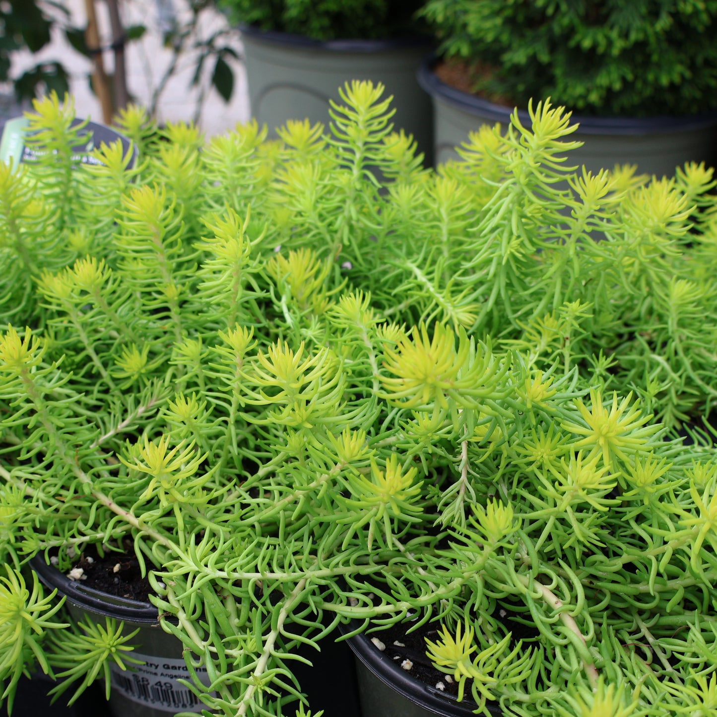 Sedum 'Prima Angelina'