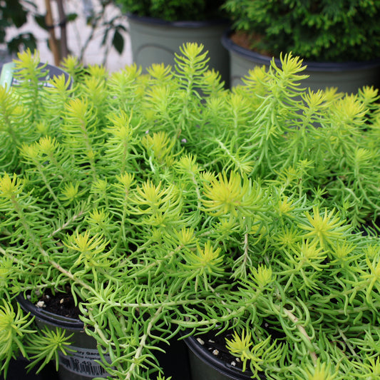 Sedum 'Prima Angelina'