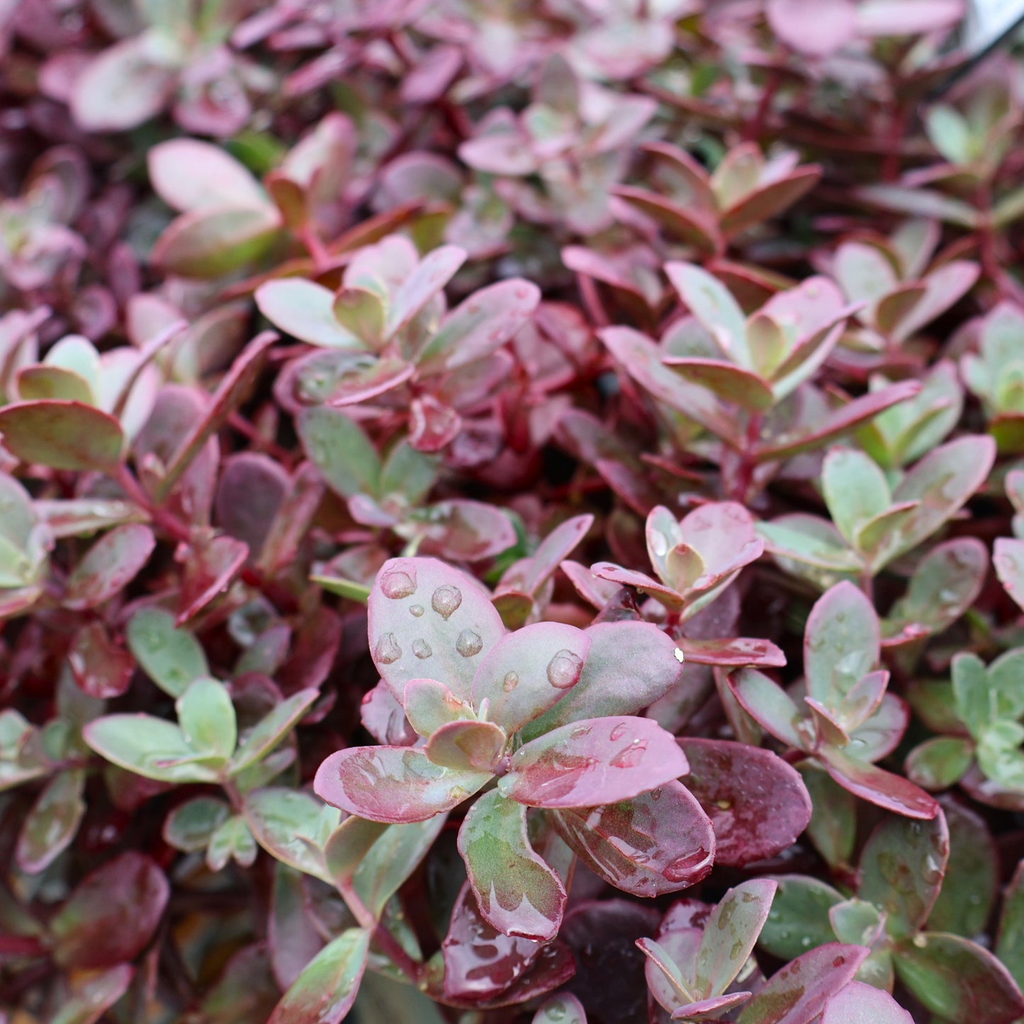 Sedum Sunsparkler Firecracker red at Lucan Country Gardens
