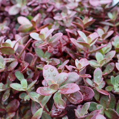 Sedum Sunsparkler Firecracker red at Lucan Country Gardens