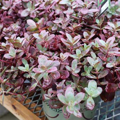 Sedum, Sunsparkler 'Firecracker'