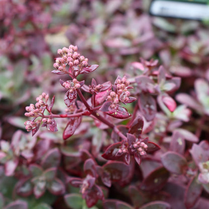 Sedum, Sunsparkler 'Firecracker'
