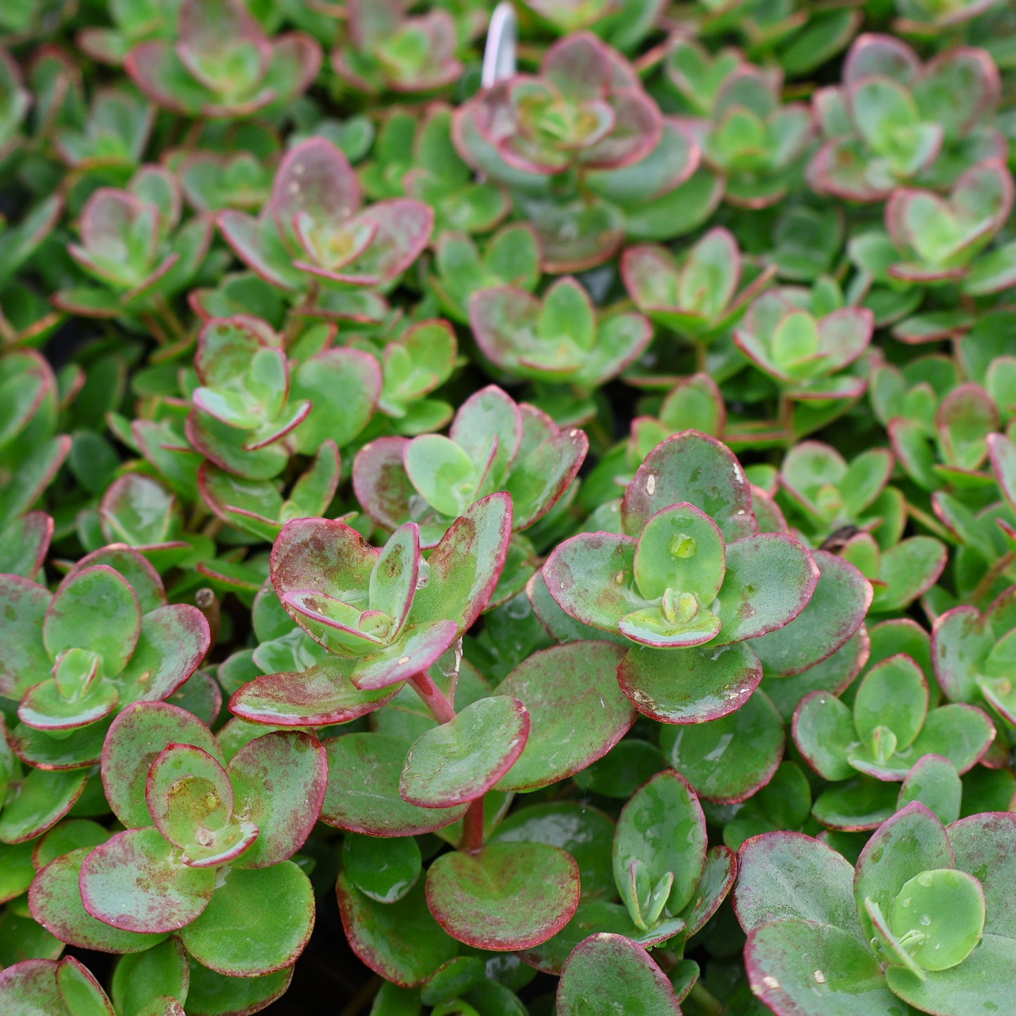Sedum, Sunsparkler 'Lime Zinger'